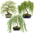 Bonsai Willow Tree Bundle - 3 Large Trunk Bonsai Tree Cuts - Get one Each Weeping, Australian, Dragon - Ready to Plant - Indoor/Outdoor Bonsai Tree's by CZGrain