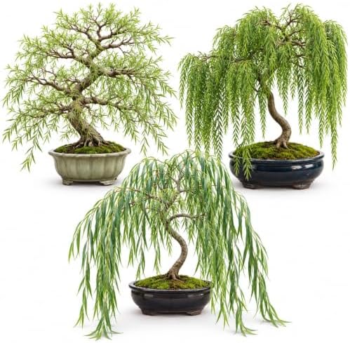 Bonsai Willow Tree Bundle - 3 Large Trunk Bonsai Tree Cuts - Get one Each Weeping, Australian, Dragon - Ready to Plant - Indoor/Outdoor Bonsai Tree's by CZGrain