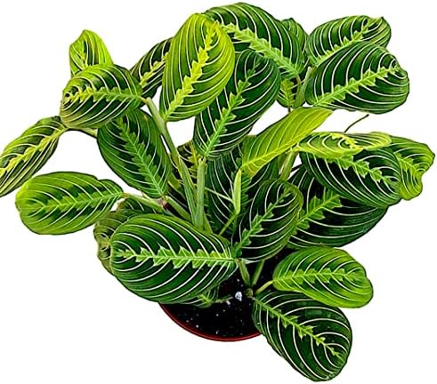Live Plant, Lemon Lime Maranta Prayer Plant, Pet Friendly, Air Purifying, Easy Care, 12-16 inch Tall, Easy to Grow Rare Indoor Plant, Houseplant, 4 inch Pot by Hopewind Plants Shop by hopewindplants