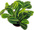 Live Plant, Lemon Lime Maranta Prayer Plant, Pet Friendly, Air Purifying, Easy Care, 12-16 inch Tall, Easy to Grow Rare Indoor Plant, Houseplant, 4 inch Pot by Hopewind Plants Shop by hopewindplants