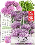 Seed Needs Common Chives Seeds to Plant Non-GMO Heirloom Herbs XL Pack by SeedNeeds