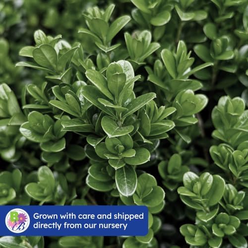NewGen Independence Boxwood, Live Evergreen Shrub, 3 Gallon - Image 7