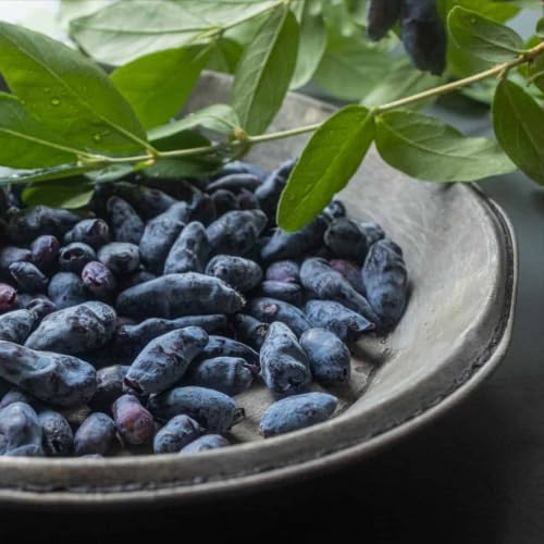 Berry Blue (Czech 17) Honeyberry (Haskap) Shrub - 6-12" Tall Live Plant - Image 5