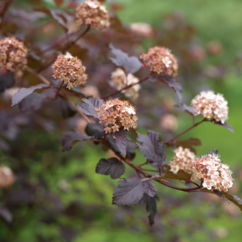 Live Ninebark Shrub Plant, 12-18" Tall in 2.5" Pot, Easy to Grow, Resilient Flowering Foliage for Garden Rows and Landscapes - Image 3