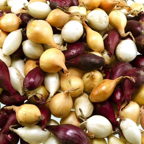 Mixed Onion Assortment 8 oz - Red, White & Yellow Onion Bulbs - Image 2