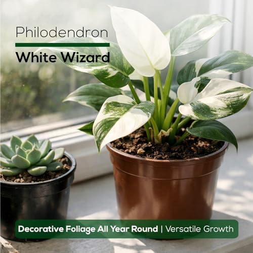 Philodendron Collection (4 Pack) - Birkin, White Princess, Pink Princess, Gloriosum-Rare Variegated Indoor Houseplants, Tropical Plants Live, Live Plants - Image 6