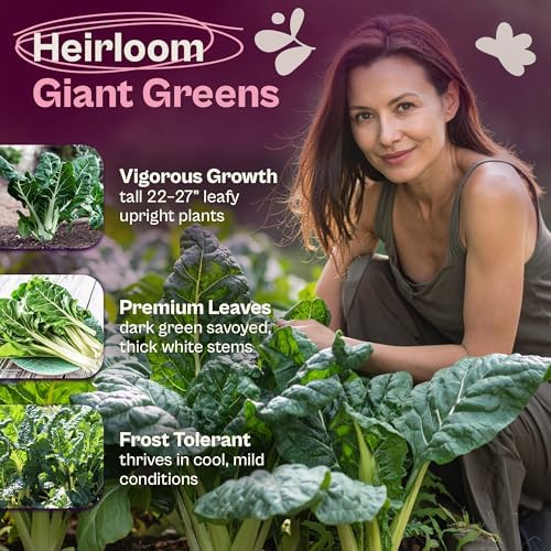 SVI 200 Fordhook Giant Chard Seeds (Beta Vulgaris) - Swiss Chard, White Stem Leafy Greens, Mild Flavor, Heirloom Seed in Seed Packets - Vegetable Seeds for Home Garden, Containers and Outdoor Beds - Image 3