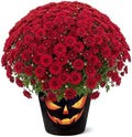 Chrysanthemum (Jack O' Lantern Deco Pot), Red Blooms, Live Fall Flowering Perennial, 15" Tall by 12" Wide in 3 Qt Pot by TheThreeCompany
