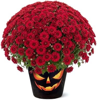 Chrysanthemum (Jack O' Lantern Deco Pot), Red Blooms, Live Fall Flowering Perennial, 15" Tall by 12" Wide in 3 Qt Pot by TheThreeCompany