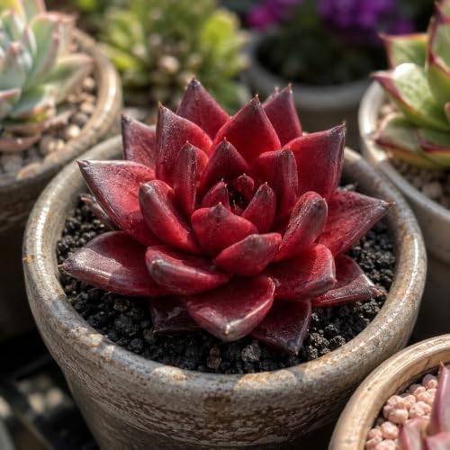 3 PCS Echeveria Agavoides 'Romeo' Live Succulent Plant 1.5-2", Bare Root Succulent, No Pot or Soil, Compact Rosette Indoor Plant for Decorative Planters, Succulent Displays, Rock Gardens & Home Decor - Image 3