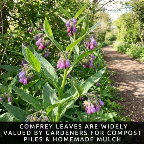 50 True Comfrey Seeds | Symphytum Officinale Perennial Herb - Image 5