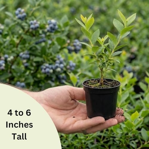 Northern Highbush Blueberry Live Plant, Edible Blueberries Plant, 4" Pot - Image 6