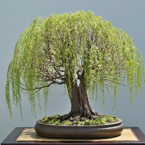 Willow Bonsai Tree Bundle - 4 Types of Exotic Willow to Bonsai - Dragon Claw, Chinese Weeping, Austraulian, Yellow Flame - Image 2