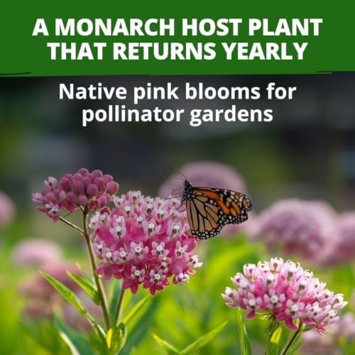 HOME GROWN Milkweed Seeds, Swamp Rose, 500 Seeds, Asclepias incarnata - Image 2