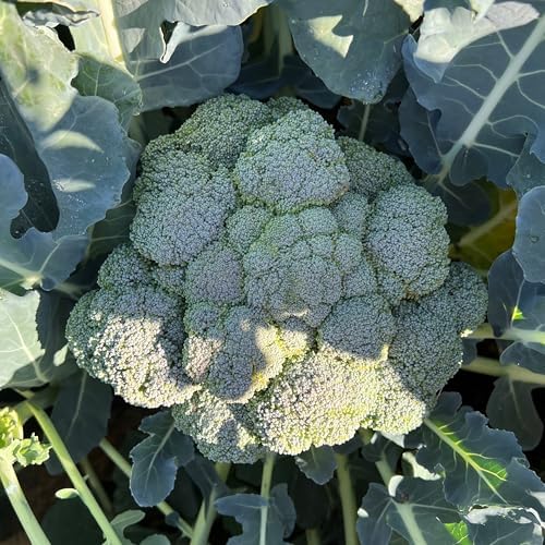 Marathon F1 Broccoli Seeds for Planting: 75 Count - Image 2