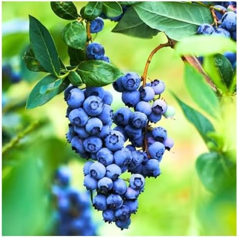 Brightwell Rabbiteye Blueberry Bush – Hardy Fruit Plant with Sweet Berries – Live Rabbiteye Blueberry Shrub for Home Gardens & Orchards(3 Gallon/Potted/Single Plant) - Image 4