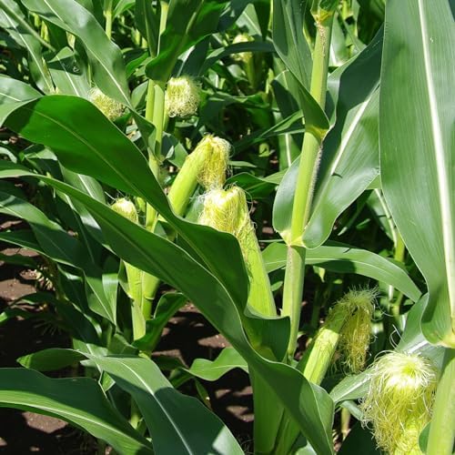 The Old Farmer's Almanac Heirloom Sweet Corn Seeds (Golden Bantam) - Approx 75 Seeds - Non-GMO, Open Pollinated, USA Origin - Image 5
