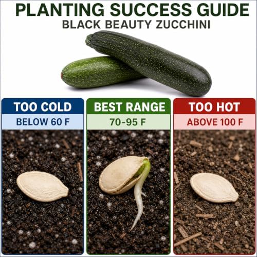 50 Black Beauty Zucchini Seeds for Planting – Heirloom, Non-GMO, USA Grown – Summer Squash (Cucurbita Pepo) – by RDR Seeds - Image 3