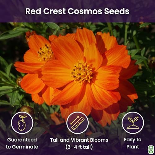 Red Crest Cosmos - Long Blooming Season - Image 2