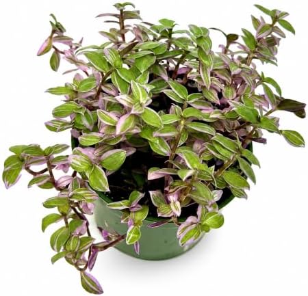 Live Succulents 3.5 Inch Pink Lady Callisia Repens with Hanging Basket - Turtle Vine Succulents Live - Fully Rooted Easy to Grow Houseplants for Home Office Wedding Decor & Gift (Heat Pack Included) by NYCitySucculents