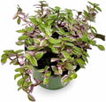 Live Succulents 3.5 Inch Pink Lady Callisia Repens with Hanging Basket - Turtle Vine Succulents Live - Fully Rooted Easy to Grow Houseplants for Home Office Wedding Decor & Gift (Heat Pack Included) by NYCitySucculents