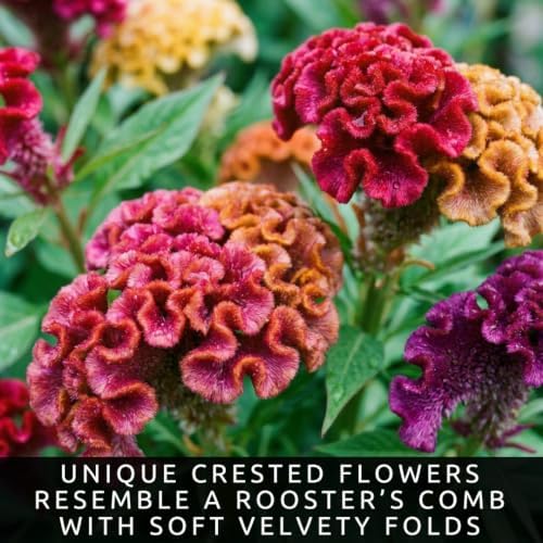 Cockscomb Seeds for Planting | 100 Seeds | Colorful Celosia Flowers - Image 5