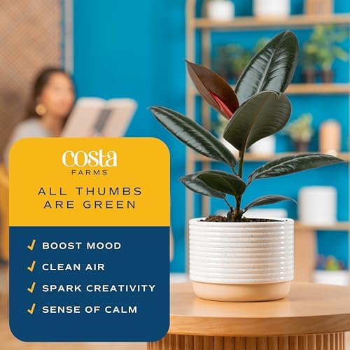 Costa Farms Rubber Plant, Live Indoor Plant, Easy Care, Home Decor - Image 5