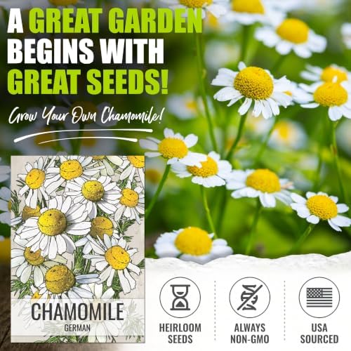Seed Needs German Chamomile Seeds to Plant Non-GMO & Heirloom Herbs XL Pack - Image 2