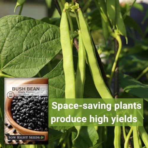 Sow Right Seeds - Black Turtle Bush Bean Seed for Planting Outdoor Garden - Image 5
