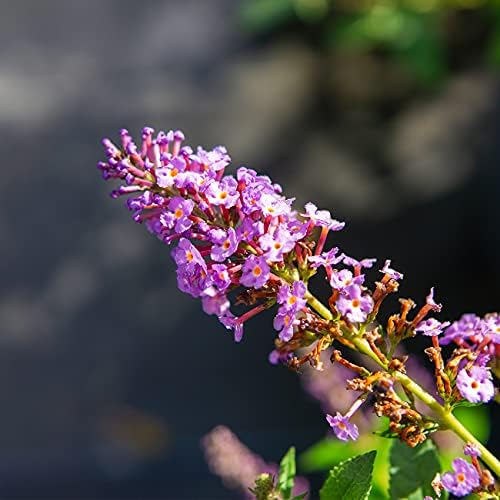 Perfect Plants Nanho Blue Butterfly Bush Live Plant, 3 Gallon - Image 5
