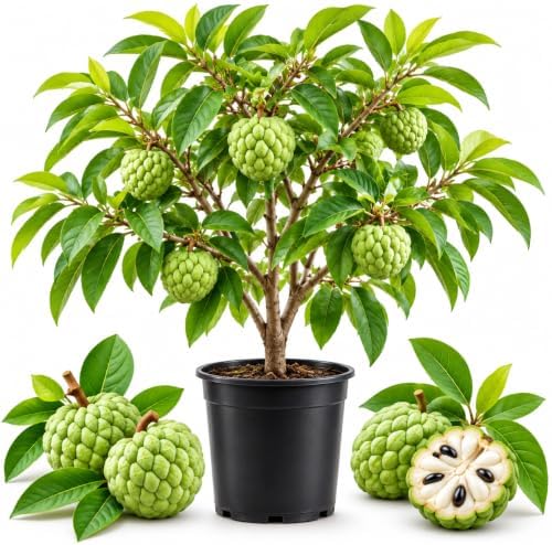 Green Sugar Apple Fruit Tree, 2-3 Ft Tall, 3 Gallon Pot, Hardy Tropical Fruit Plant for Landscape, Backyard Orchard and Outdoor Garden (No Ship to CA, HI, AK) by GINGERGLOW