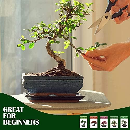 Meekear Growing into Blue Spruce, Dawn Redwood, Flame Tree, Judas Tree, Indoor Outdoor Home Gardening DIY Gifts - Image 6
