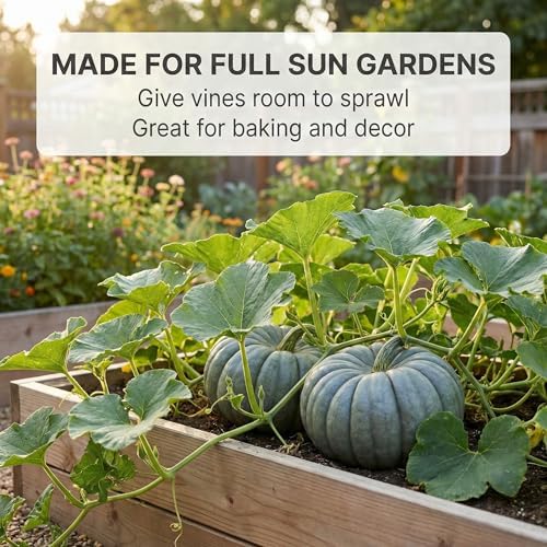 25 Jarrahdale Pumpkin Seeds for Planting - Heirloom Blue-Grey Pumpkin, Non-GMO, USA Grown - Cucurbita Maxima for Pies, Soups, Roasting & Fall Decor - Image 3