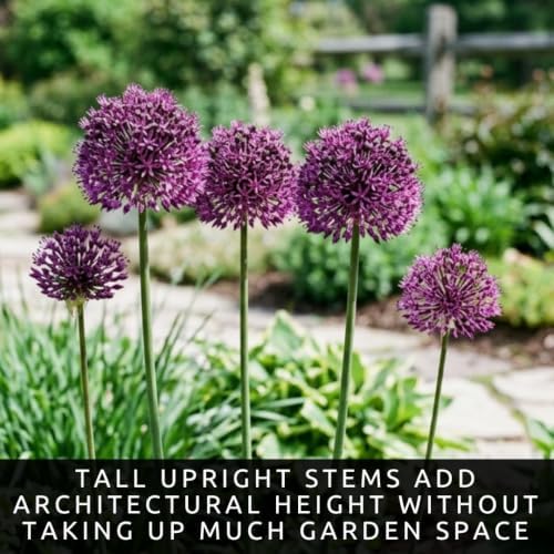 10 Dark Purple Allium Bulbs Blooming Onion Flowering Perennial Garden Flower - Image 4