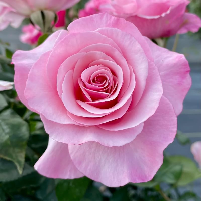 Pink Climbing Rose Plant Live, Patio Container Rose Plant, 5-9 Inch Tall - Image 2