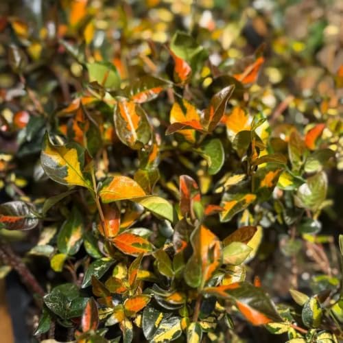 Hoya Compacta Variegated Live Plant - Hindu Rope Rare Houseplant by NYCitySucculents