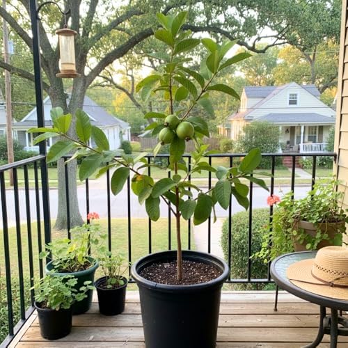 White Guava Tree Live, Guava Plant, 8-10 Inch Tall - Image 4