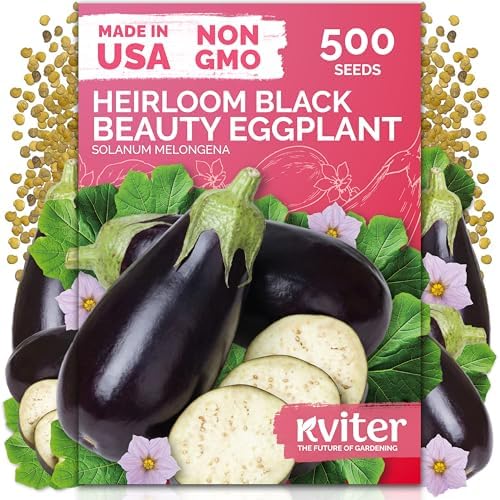 500 Black Beauty Eggplant Heirloom Vegetable Seeds, Solanum Melongena by KVITER