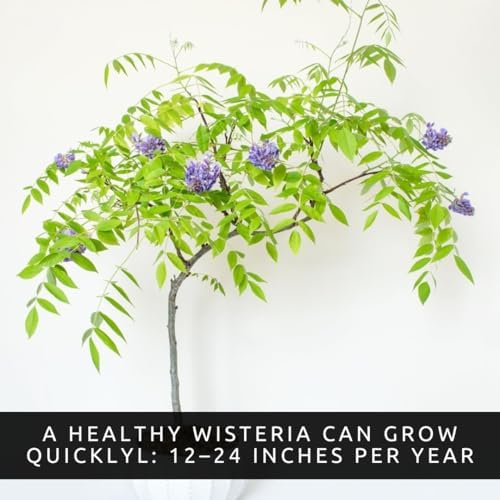 Wisteria Live Plants 1–2 Ft Tall – Flowering Wisteria Vine (Wisteria Floribunda) – Fast Growing Climbing Plant for Garden, Trellis, Pergola & Bonsai Training (2 Plants) - Image 3