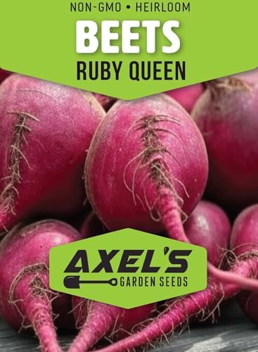 50+ Beet Seeds for Planting – Heirloom Non-GMO - Image 2