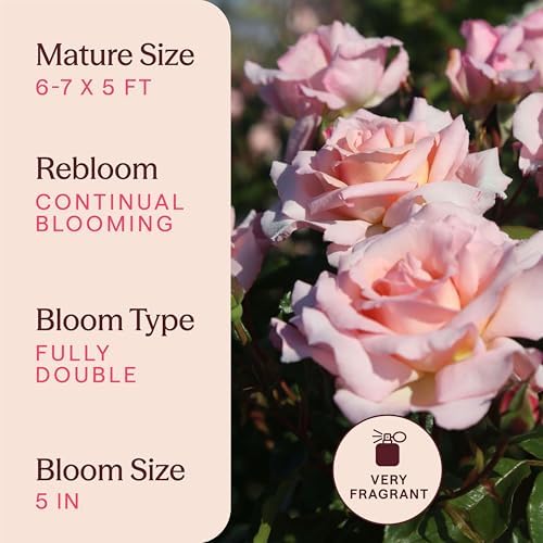 Heirloom Climbing Roses, Live Own Root Plant, Compassion® - Image 6