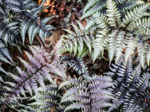 Greenwood Nursery: Live Perennial Plants - Japanese Painted Fern + Athyrium Niponicum - [Qty: 2X Pint Pots] - (Click for Other Available Plants/Quantities) - Image 2
