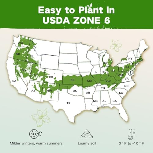 Lush&Dew Zone 6 Heirloom Survival Seed Kit, 32 Types 30,000+ Non-GMO Seeds - Image 2