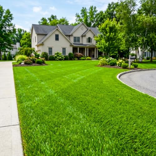50,000 Emerald Zoysia Grass Seeds, Zoysia Grass Seeds for Lawn - Image 7
