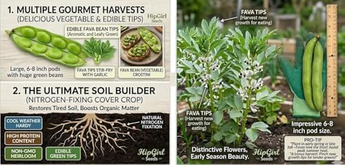 Bean Seeds for Planting Vegetables and Fruits. Pole Beans,Bush Beans,Romano Beans.Non GMO Garden Seeds for Home Vegetable Garden-40g(22ct+) Chinese Broard Bean Fava Bean Seed, Veggie Cover Crop 蚕豆 - Image 3