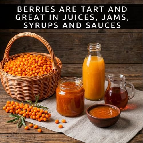 Seaberry Seeds for Planting Hardy Berry Shrub 100 Premium Seeds - Image 3