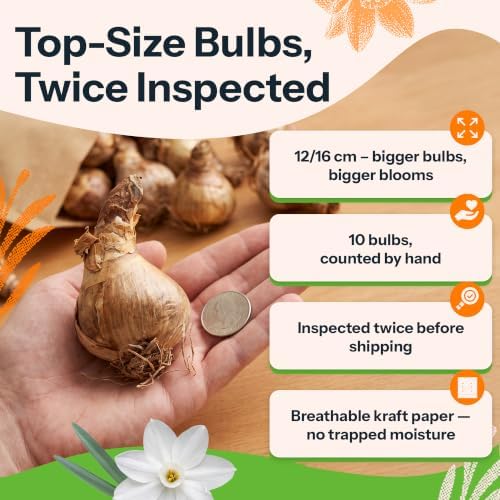 10 Paperwhite Daffodil Flower Bulbs Narcissus Tazetta Ziva - Image 3