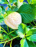 Rare Live White Pineberry Strawberry Plant - Non-GMO Fruiting Shrub in 4-Inch Nursery Pot – Creamy White Fruit with Red Seeds – Sweet & Tropical Flavor for Home Gardens and Patio Containers by Pilestone