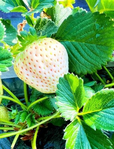 Rare Live White Pineberry Strawberry Plant - Non-GMO Fruiting Shrub in 4-Inch Nursery Pot – Creamy White Fruit with Red Seeds – Sweet & Tropical Flavor for Home Gardens and Patio Containers by Pilestone