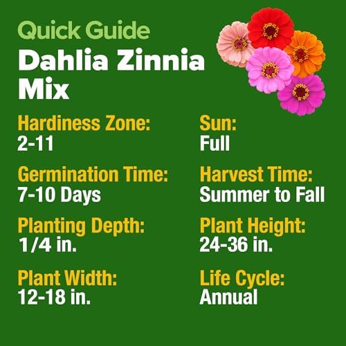 HOME GROWN Zinnia Dahlia Seeds, 1048 Seeds, Zinnia elegans - Image 5